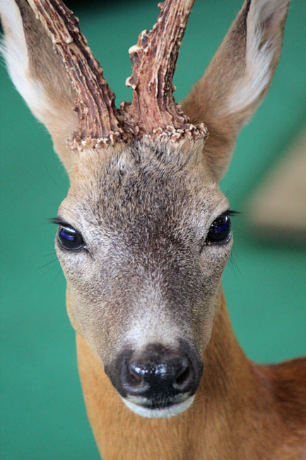 capriolo